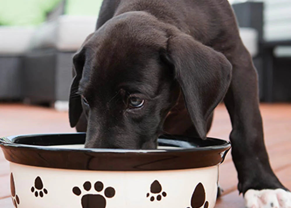 Choosing The Right Puppy Food