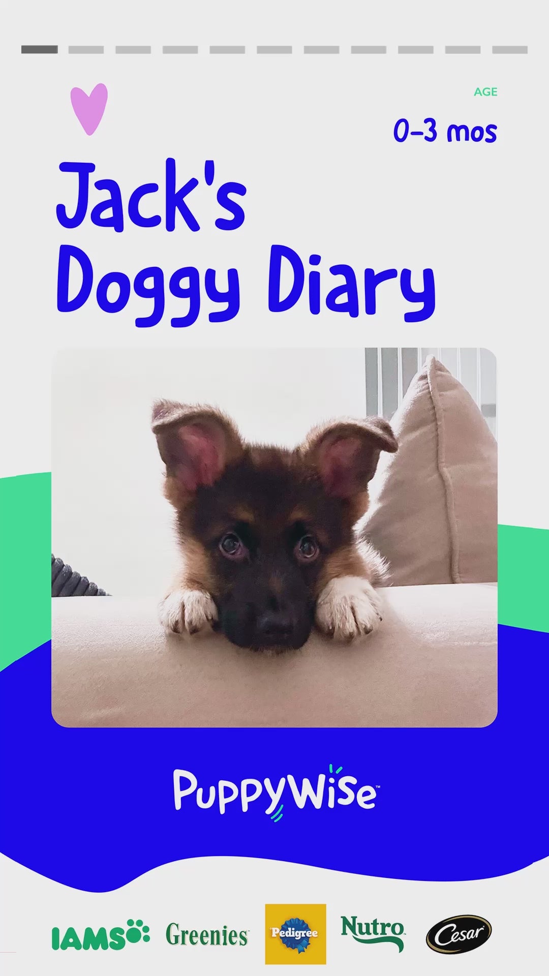 Load video: Jack&#39;s Doggy Diary